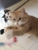 チャッキー君はパンチ!そんなの平気…躱しま〜す「初モミモミ! 初じゃらし! 頂きました〜」