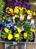 花苗は特別価格となっています「「明治蔵」今年度の営業を開始しました✨」