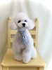 春です ファイト | MARSHMALLOW・DOG（マシュマロ ドッグ）のニュース