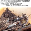 「６月２６日木曜日は”マタニティー＆レディースヨガ”の日です。（無料・要予約）今週の園庭開放はありません。」