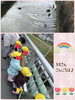 カモさんを見つけたよ！「雨上がりのお散歩へ【交野市・小規模保育園】」