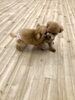 ぽんかんく〜ん　あそぼ♡「ましゅまろ幼稚園デビュー　^o^」