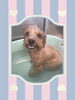 「Dog salon mofu mofu　余市町」