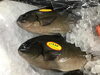 「魚魚市場鮮魚コーナーおすすめは「チカメキントキ・ビンチョウマグロ」です♪」