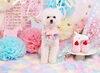 「Anniversaryphoto　(*´▽｀*)」