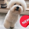 【開店】愛犬だけのプライベートサロン『DOGSALON KNOT』がウトナイ北にオープン！！