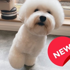 【開店】愛犬だけのプライベートサロン『DOGSALON KNOT』がウトナイ北にオープン！！
