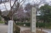 円山公園の桜 | 京都 桜だより| まいぷれ[京都市下京区・東山区]