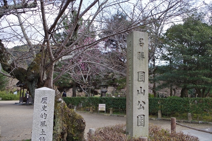 円山公園の桜