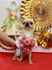 シンバくん「Happy New Year」