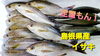 「○本日のお刺身○【しまね定置もん！】ヤイトカツオ、イサキ」