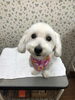アリーちゃん♡「今日のわんちゃんたち♡ （西京区　トリミングサロン　ペットホテル　訓練）」