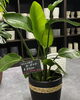 「はっぱ堂の鉢は個性派ぞろい！観葉植物を引き立てるおしゃれな鉢が入荷しました」