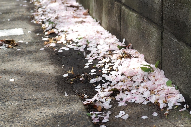 「【まいぷれ🌸さくら通信🌸vol.3】編集部前の桜の様子」