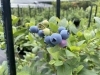 貴重　ブルーベリーマイカ 6/15ブルーベリー狩りSTART】 上川町にある八王子ブルーベリー畑あいめ