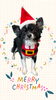 「Dog salon mofu mofu　余市町」