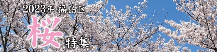 大阪市福島区の桜特集