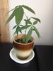 「植物たち…」
