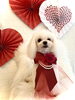 ひめくん／テディベア　ロング「Happy Valentine ♡」