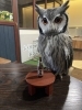 アフリカオオコノハズクの赤ちゃん | ふくろうのいるカフェ メンフ