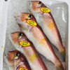 「魚魚市場鮮魚コーナーおすすめは「ツキヒ貝・アジ特価‼︎」です♪」
