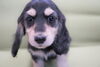 「ミニチュアダックス子犬情報」