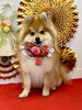 風太くん「Happy New Year」