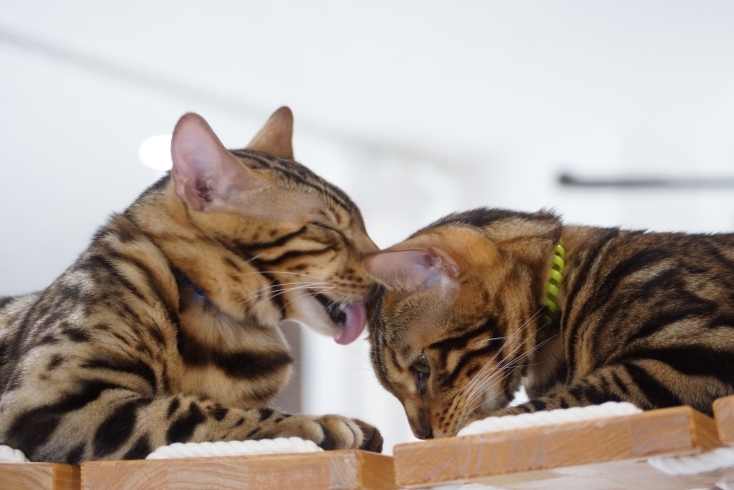 「猫CAFE PoPoKi」ベンガル猫がいる猫カフェ☆　猫の魅力で素敵な癒しの時間を。
