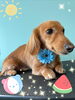 「可愛い子ちゃん♡ Dog salon mofu mofu 余市町」