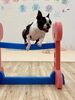 ぽんちゃんも得意顔でhigh jump「ましゅまろ幼稚園🐾」