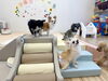 「ましゅまろ幼稚園🐾」