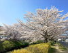 「桜」