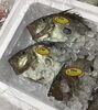 「魚魚市場鮮魚コーナーおすすめは「クロダイ」です♪」