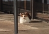こちらを睨む猫ちゃん…。「YBCピヨ卵ワイド《猫そぎキャットフレーズ》に認定されました❕」