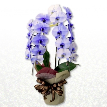 翌日配達お花屋さん 花 ガーデニング まいぷれ 茨木市