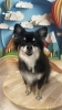 レオくん🐬「🫧 ͛.*トリミング🐶～チワワちゃん編～」