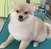 大型犬のトリミングもペットサロンエルサにお任せください ペットサロン エルサのニュース まいぷれ 苫小牧市 大型犬のトリミングもペットサロンエルサにお任せください ペットサロン エルサのニュース まいぷれ 苫小牧市