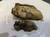普通の牡蠣の二倍はあります「大船渡からの牡蠣」