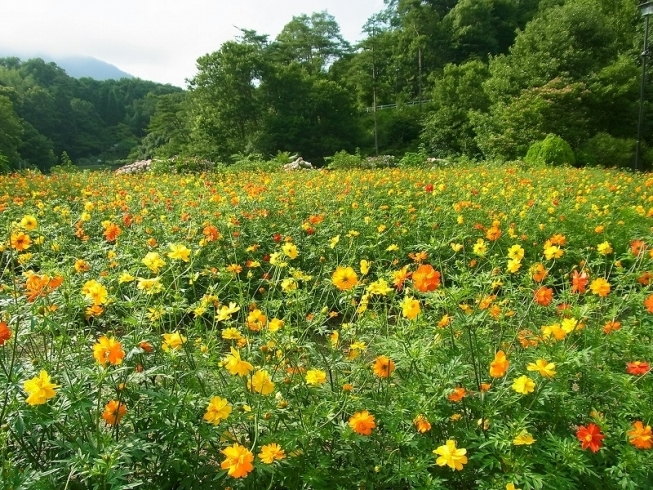 「夏休みは花の迷路で遊ぼう  花いっぱい！キバナコスモスの迷路」