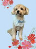 「Dog salon mofu mofu　余市町」