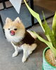ペットにも安心安全な観葉植物「ANIMAL BASKETさまのレンタル観葉植物を入れ替えました【2週間ごとの交換プラン】」