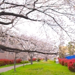 【横浜市港北区のお花見スポット】太尾堤緑道