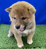 とっても可愛い柴犬ちゃんですよ(^▽^)/「6月のおやすみのご案内」