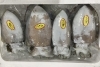 「魚魚市場鮮魚コーナーおすすめは「水イカ」です」