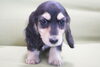 「ミニチュアダックス子犬情報」
