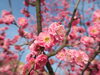 「第24回　太伯梅まつり」