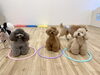 リリー＆くま＆ハッピー　マテ対決の練習中〜「ましゅまろ幼稚園🐾」
