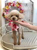 ぷぅくん　指名スタイリスト／ＳＡＫＩ「わんこと秋桜🐾」