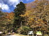 「🍁11月となりました🍁」
