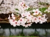 高岡 桜・お花見特集| まいぷれ[高岡市]